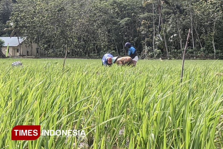 Luas Tanam Padi Capai 32 Ribu Hektare, Pertanian Masih Jadi Tulang Punggung Pacitan
